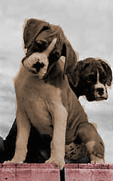 dogs-2.gif