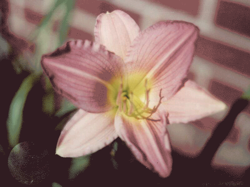 light.gif